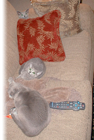 Russian Blues on Couch